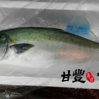 【天然特選油甘魚解体show & 即賣會】天然油甘魚 / ブリ / Wild Caught Yellowtail 剛到店 。 - 位於大圍的甘豐寿司 (大圍) | 香港